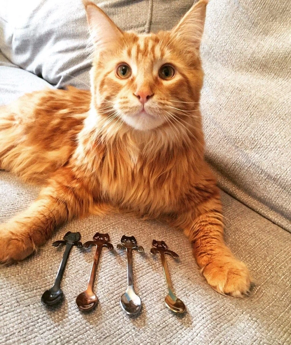 Café Ou Cuillère En Acier Inoxydable Avec Tête De Chat à Accrocher à La Tasse, Polie Des Deux Côtés 4 Cuillères 6 Café Ou Cuillère En Acier Inoxydable Avec Tête De Chat à Accrocher à La Tasse, Polie Des Deux Côtés 4 Cuillères – Image 6