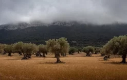 OLIVIEU ~ Set De Couverts à Salade à Salade En Bois D'olivier Hygiénique ~ 25 Cm ~ Couverts à Salade ~ Couverts à Salade En Bois ~ Couverts à Salade ~ Couverts De Salade -Fournitures De Cuisine Boutique 1200x761 1